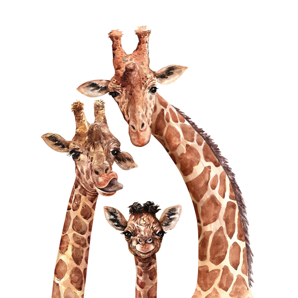 The giraffe family