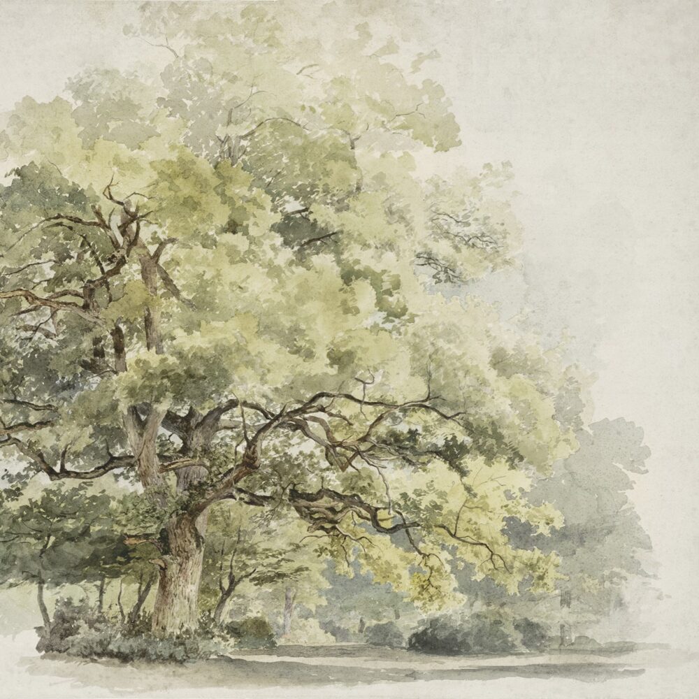 Kids Wallpaper Garden of Calm