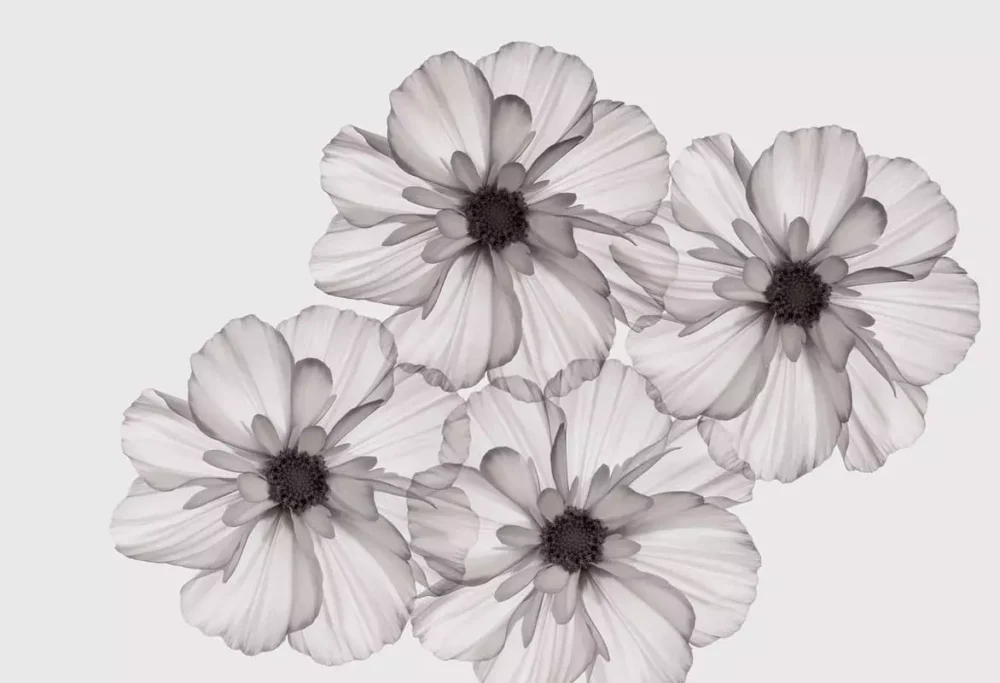 Kids Wallpaper Black & White Flowers